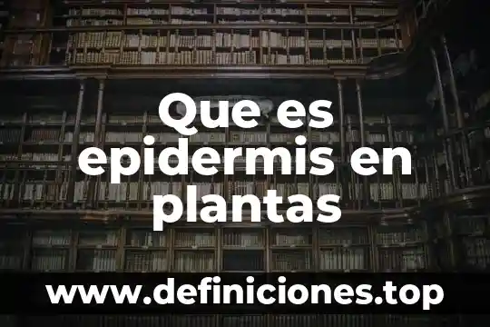 Que es el carpelo en las plantas 5 Que es epidermis en plantas