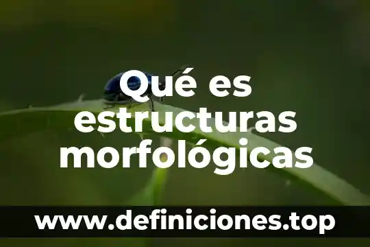Que es fy en estructuras 3 Qué es estructuras morfológicas