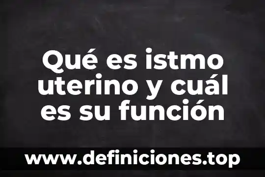 Qué es el útero y cuál es su función 8 Qué es istmo uterino y cuál es su función
