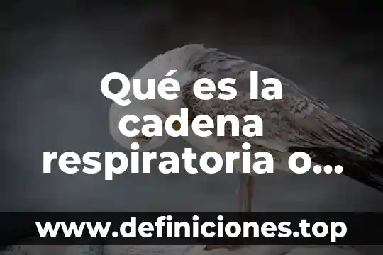 Que es vocacion musical 5 Qué es la cadena respiratoria o síntesis de energía