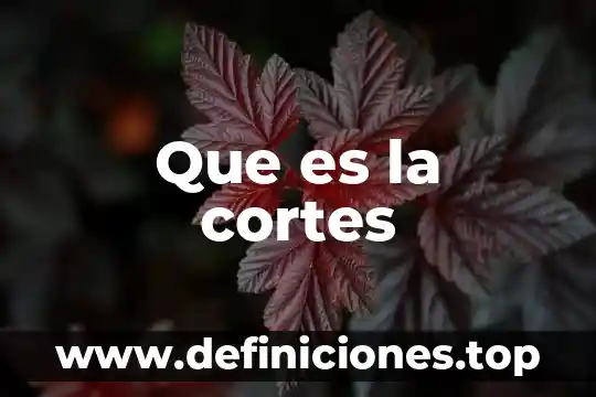 Qué es un cortes tomográficos 4 Que es la cortes