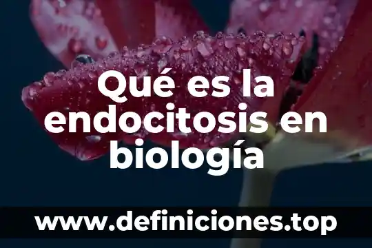 Que es un asexual en biologia 7 Qué es la endocitosis en biología