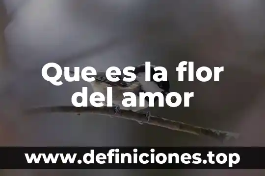 Que es sales development representative 3 Que es la flor del amor