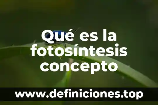 Qué es la fotosíntesis concepto