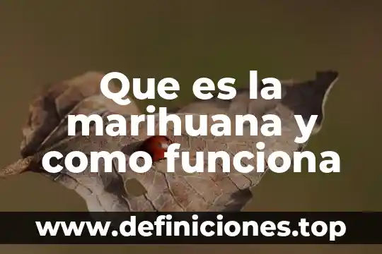Que es la marihuana la consecuencias en la salud 3 Que es la marihuana y como funciona