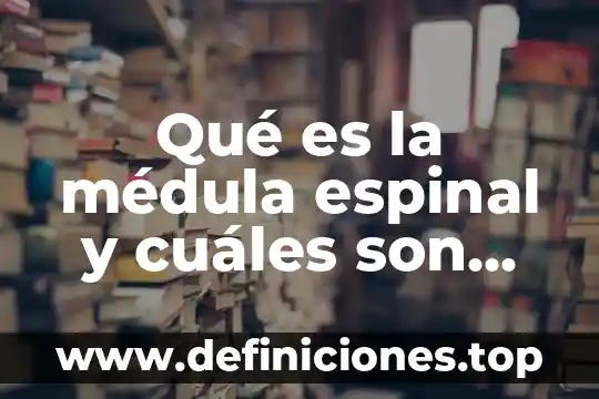 Que es un sistema adaptativo y cuales son 3 Qué es la médula espinal y cuáles son sus funciones