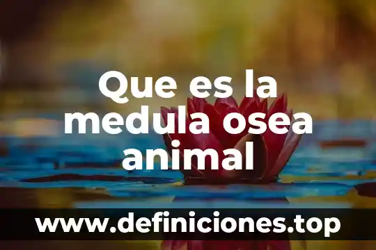 Que es la medula osea animal