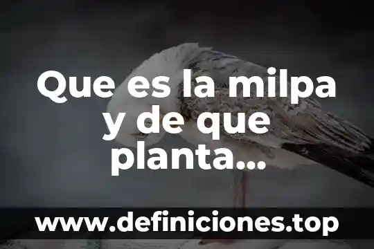 Que es la energia termica y de donde proviene 4 Que es la milpa y de que planta proviene