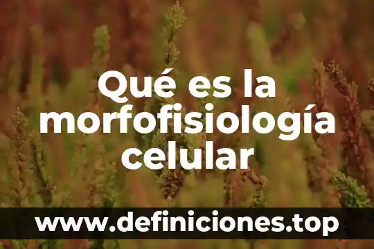Qué es la morfofisiología celular