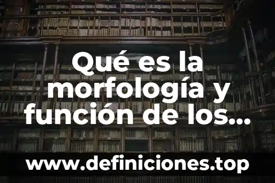 Parenquima órganos que es 6 Qué es la morfología y función de los órganos