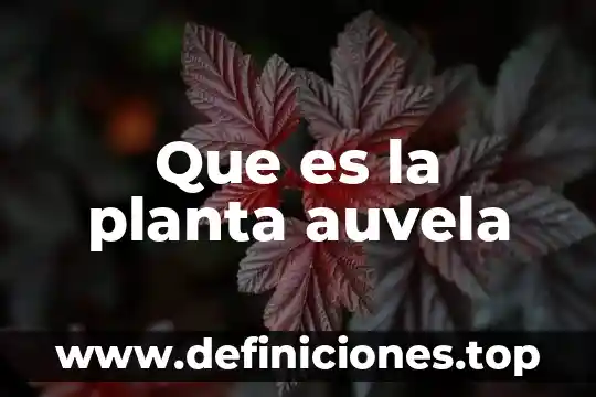 Que es la planta auvela