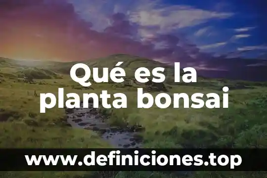 Qué es la planta bonsai