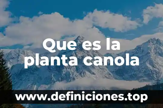 Que es la planta canola