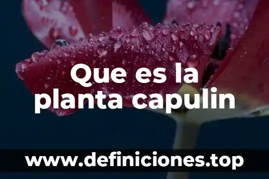 Que es la planta capulin