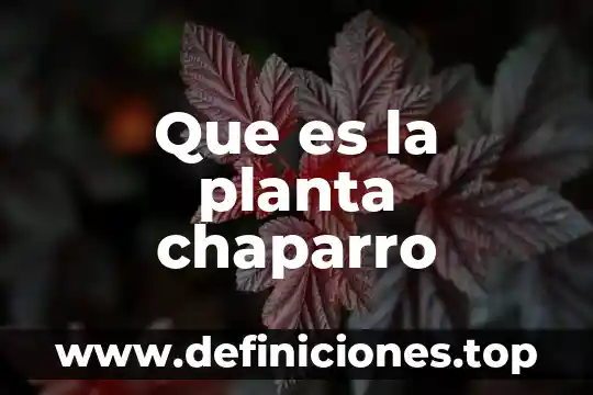 Que es la planta chaparro