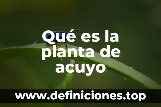 Qué es la planta de acuyo