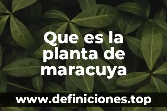 Que es la planta de maracuya