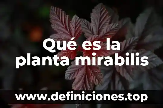 Qué es la planta mirabilis
