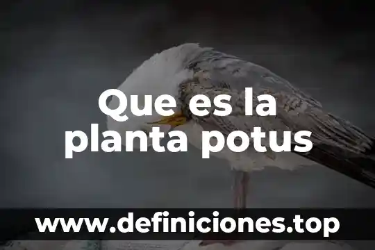 Que es la planta potus