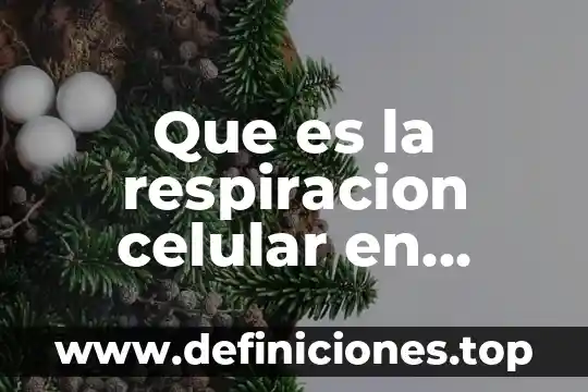 Que es la respiracion su importancia 7 Que es la respiracion celular en biologia