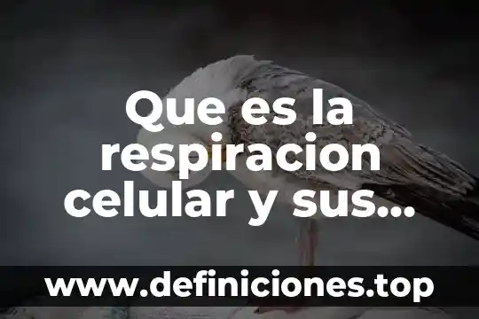 Que es la respiracion celular y sus etapas