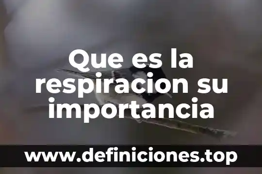 Que es respiracion natural 8 Que es la respiracion su importancia