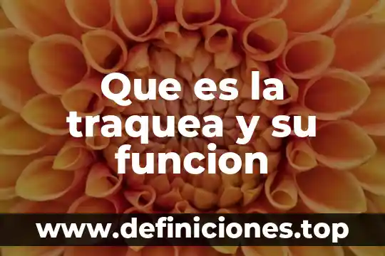 Qué es la amplitud de una función trigonométrica 5 Que es la traquea y su funcion