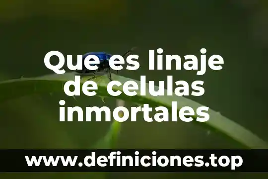 Que es la bificacin en las celulas 7 Que es linaje de celulas inmortales