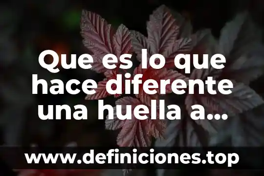 Que es un lector de huella dactilar en un celular 6 Que es lo que hace diferente una huella a otra