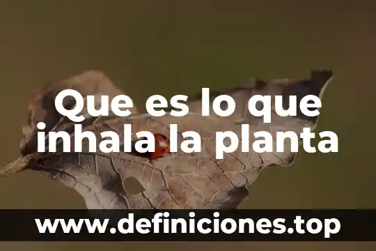 Que es una planta haploide 8 Que es lo que inhala la planta