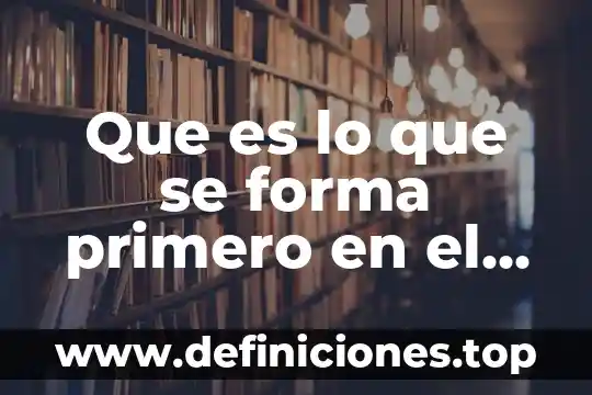 Que es lo que se forma primero en el embarazo