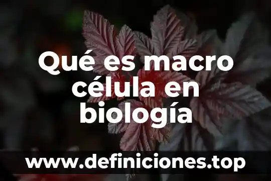 Qué es macro célula en biología