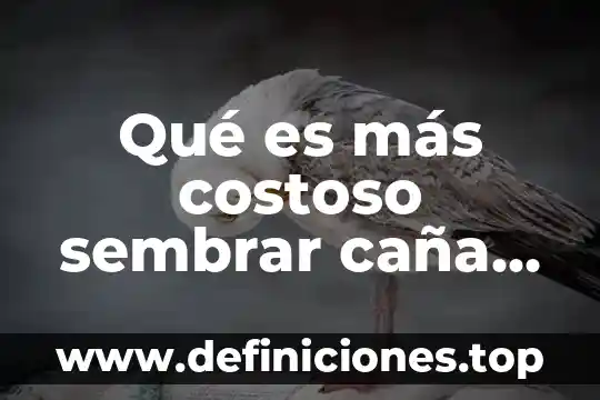 Qué es más costoso sembrar caña de azúcar