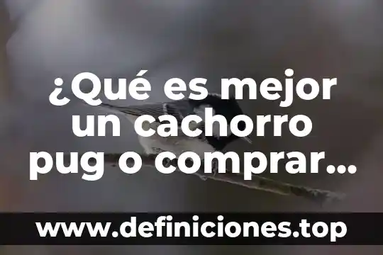 Que es mejor una pagina o un perfil de facebook 7 ¿Qué es mejor un cachorro pug o comprar un adulto?
