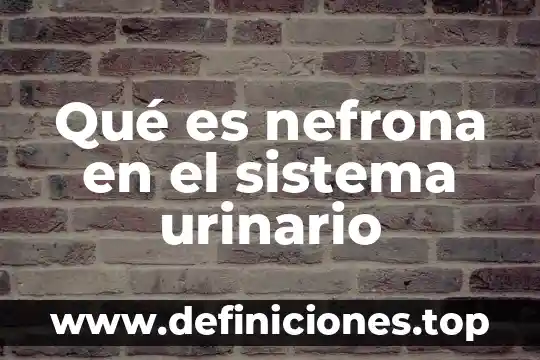 Que es homeostasis en el sistema urinario 3 Qué es nefrona en el sistema urinario