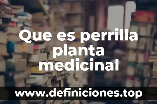 Que es perrilla planta medicinal