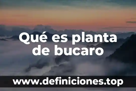 Qué es planta de bucaro