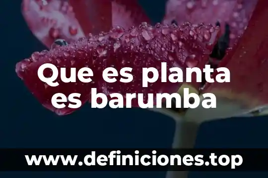 Que es una planta autógama 3 Que es planta es barumba