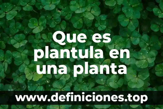 Que es la artemisa planta medicinal 8 Que es plantula en una planta