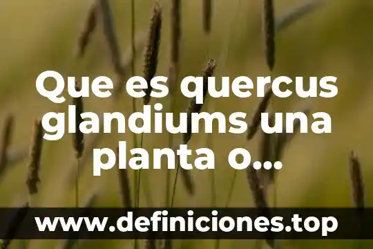 Que es quercus glandiums una planta o semilla