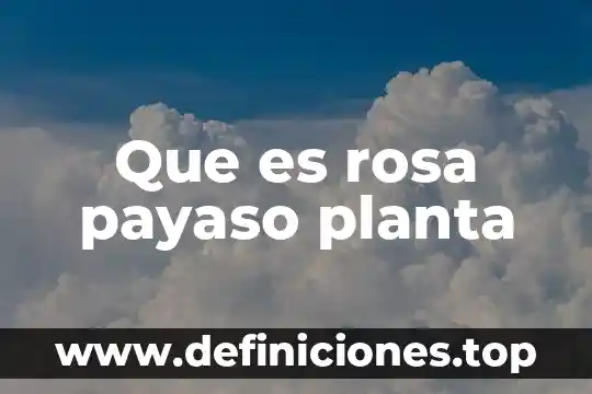 Que es rosa payaso planta