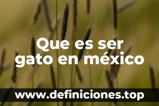Que es ser gato en méxico