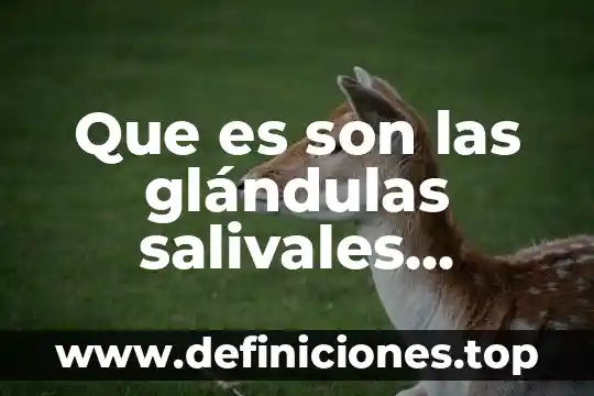 Órgano transitorio que es 5 Que es son las glándulas salivales órgano digestivo