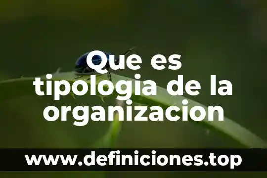 Que es la tipologia de un producto 3 Que es tipologia de la organizacion