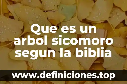 Que es un arbol sicomoro segun la biblia