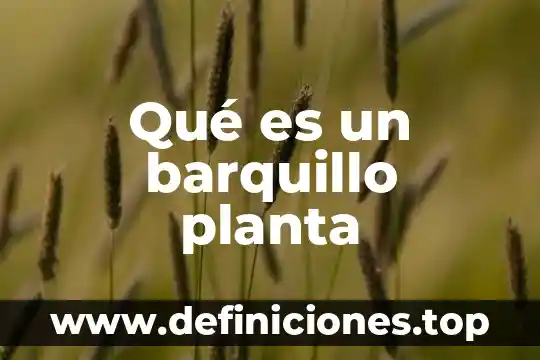 Qué es un barquillo planta
