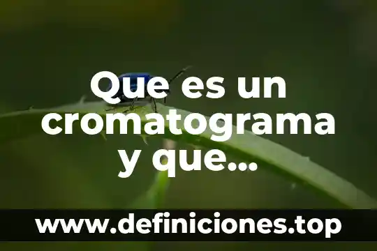 Que es la información raster y la vectorial 5 Que es un cromatograma y que informacion puedo obtener