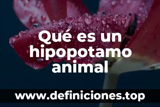 Qué es un hipopotamo animal