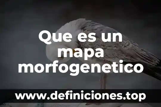 Que es un mapa morfogenetico