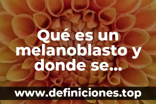 Qué es un melanoblasto y donde se forma